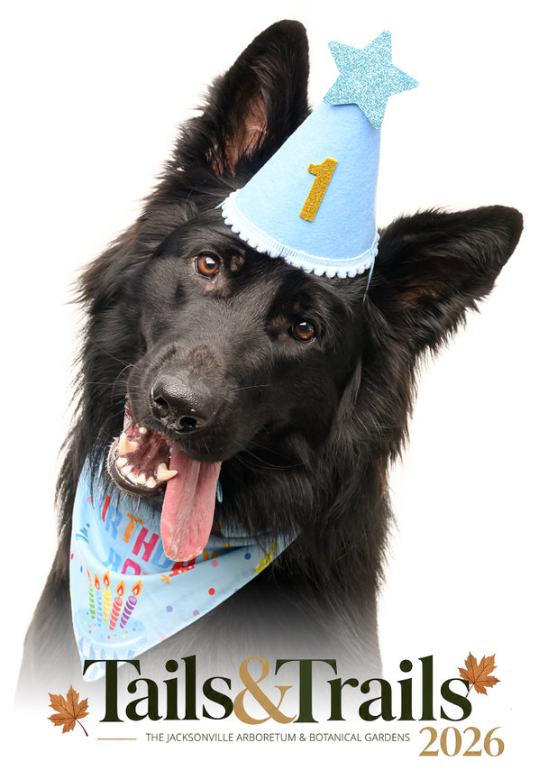 Dog photographed at Tails and Trails 2026