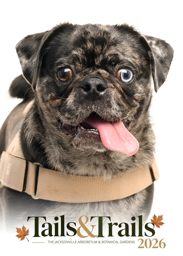 Tails and Trails 2026 dog portrait