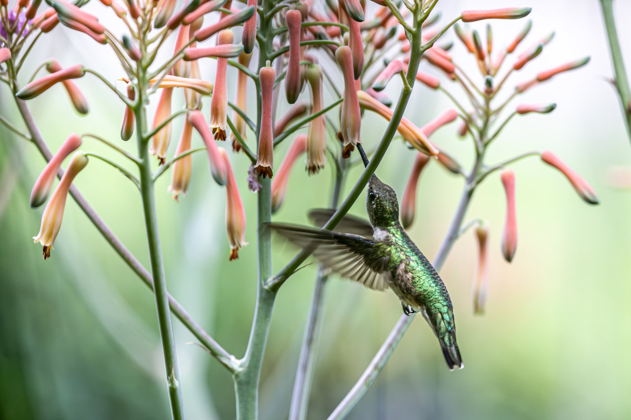 Birds - michael a eaddy photography