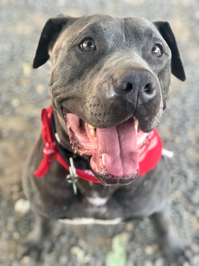 Close-up of a black dog wearing a red bandana and panting outdoors.