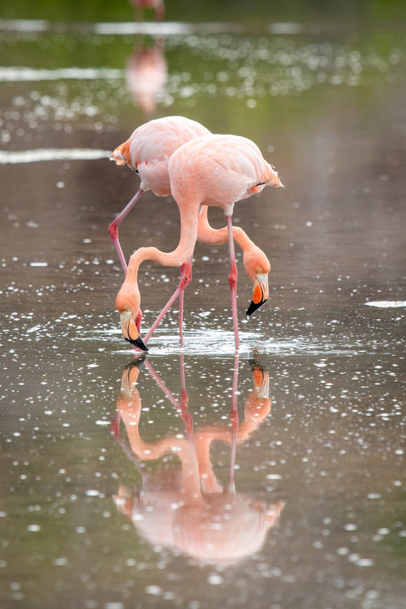 Two pink flamingos with beaks close to the water looking for food in the shallow water.