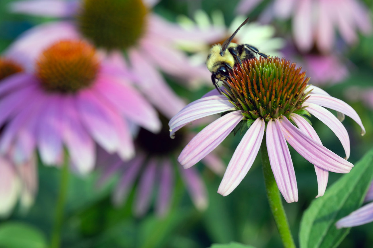 Close-up of bees pollinating pink Echinacea flowers