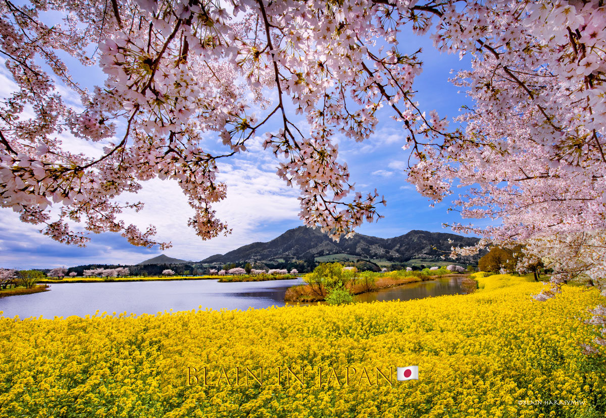 Unpredictable Cherry Blossoms - Blain Harasymiw Photography