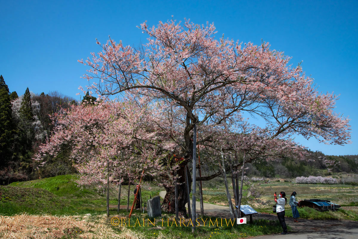 Discover the Enchanting Bloom - Akitas Cherry Blossom Photo Tour