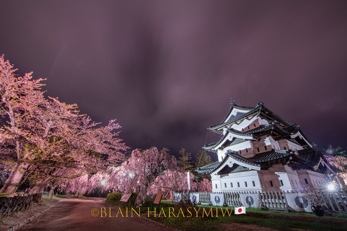 Discover the Enchanting Bloom - Akitas Cherry Blossom Photo Tour