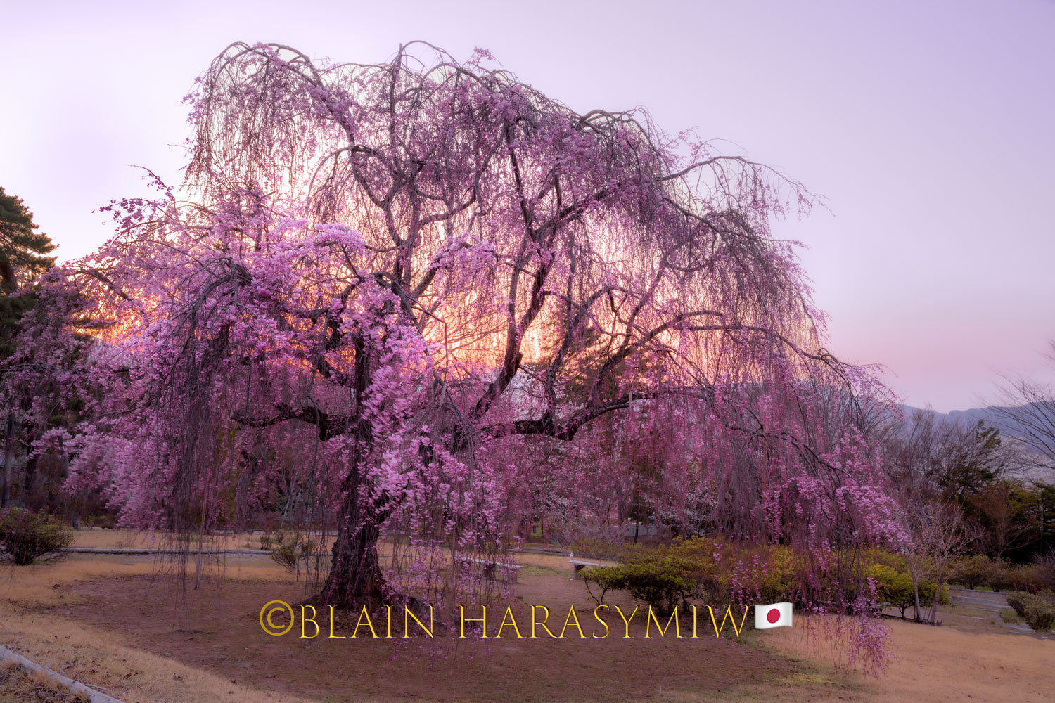 Cherry Blossom Photography Tour Japan - Blain Harasymiw Photography