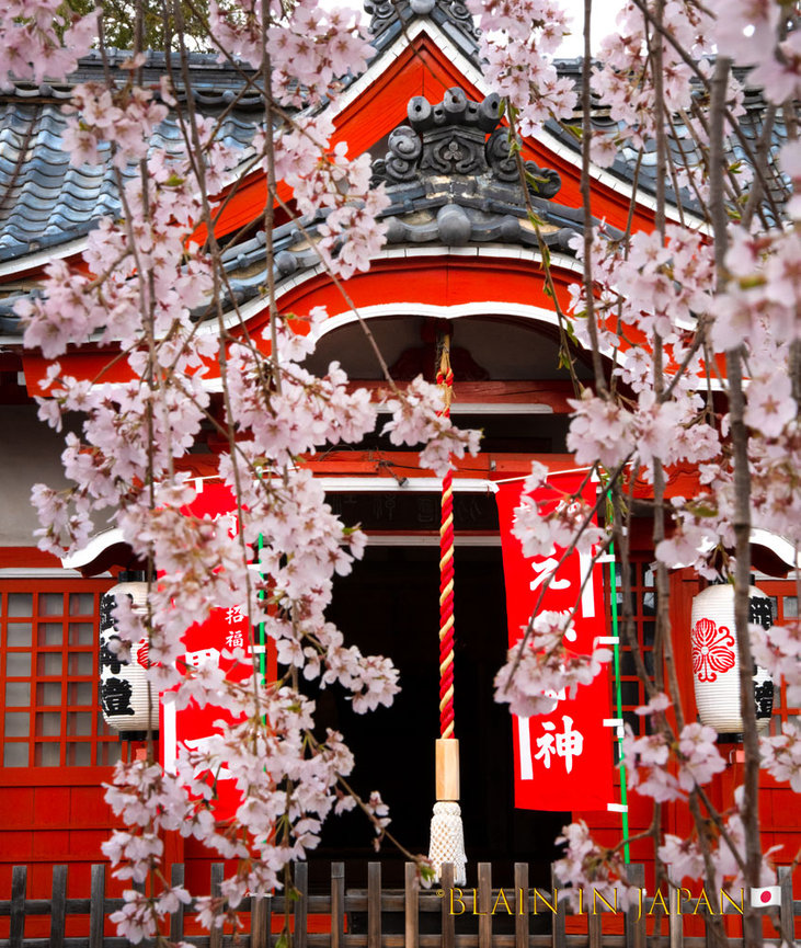 April 5 - 15, 2027 Cherry Blossom Photo Tour - Blain Harasymiw