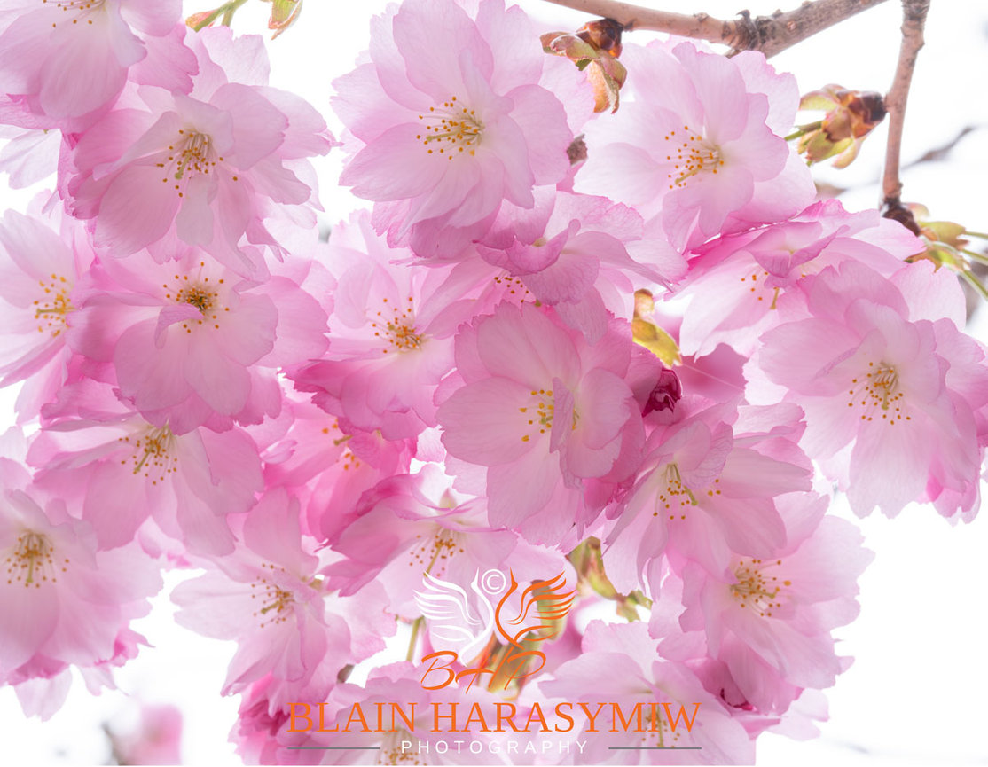 Japan Cherry Blossom Photography Tours - Japan and overtourism