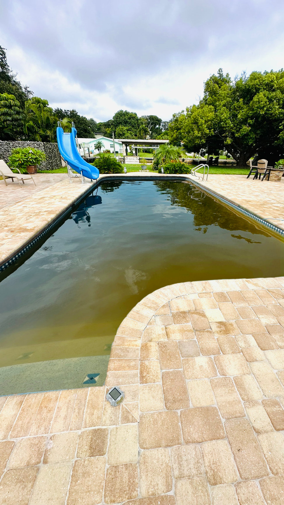 Green pool before professional pool treatment