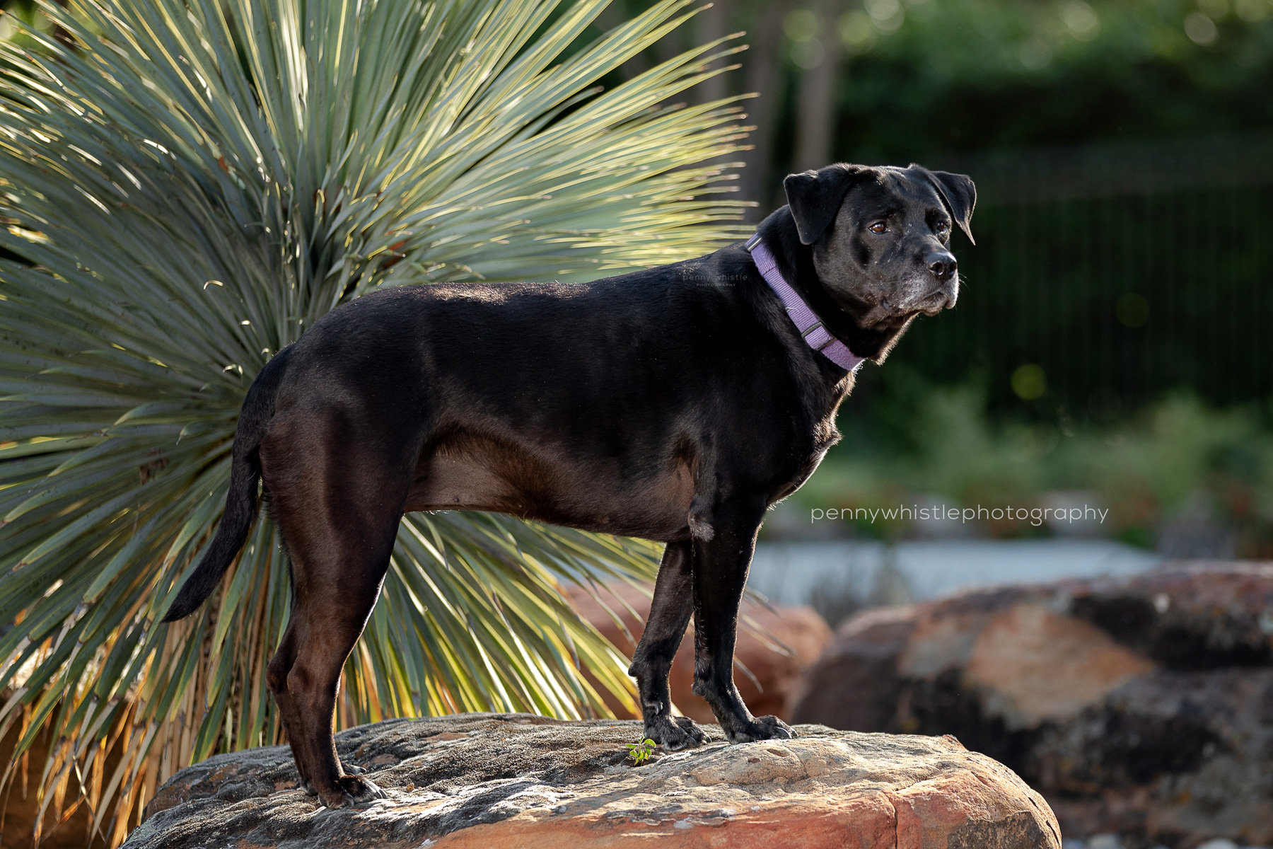 are dogs allowed at the grapevine botanical gardens