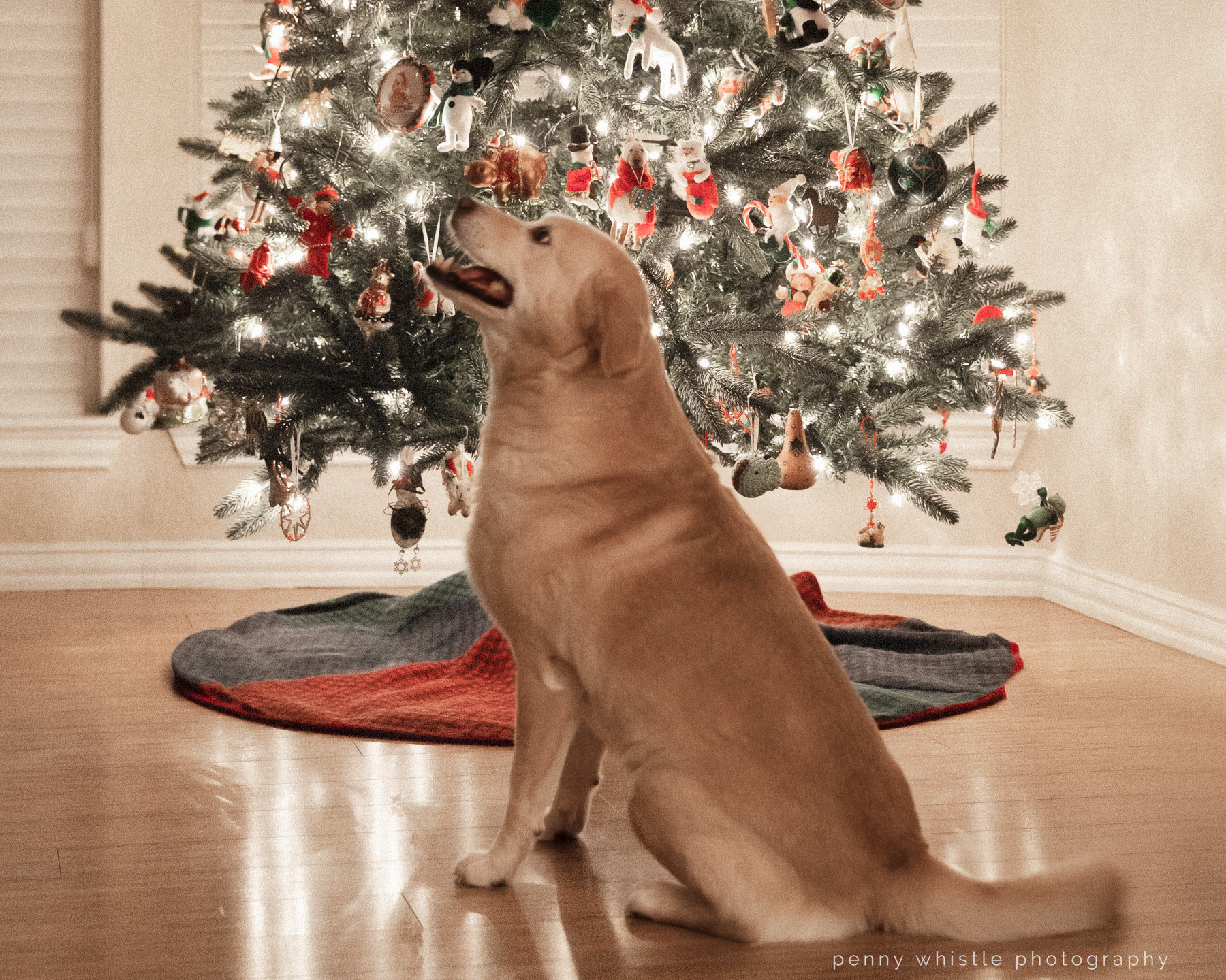 Three Simple Ways To Keep Your Dog And Your Christmas Tree Safe