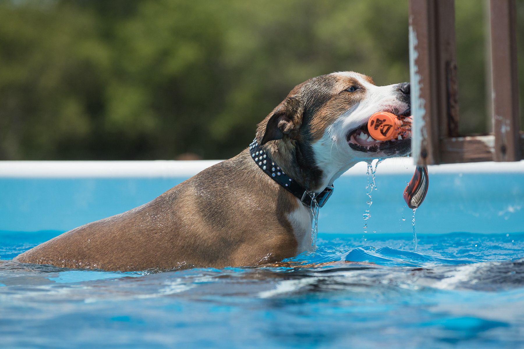 Dock Diving Is A Fun Way To Beat The Heat Of Summer In Dallas