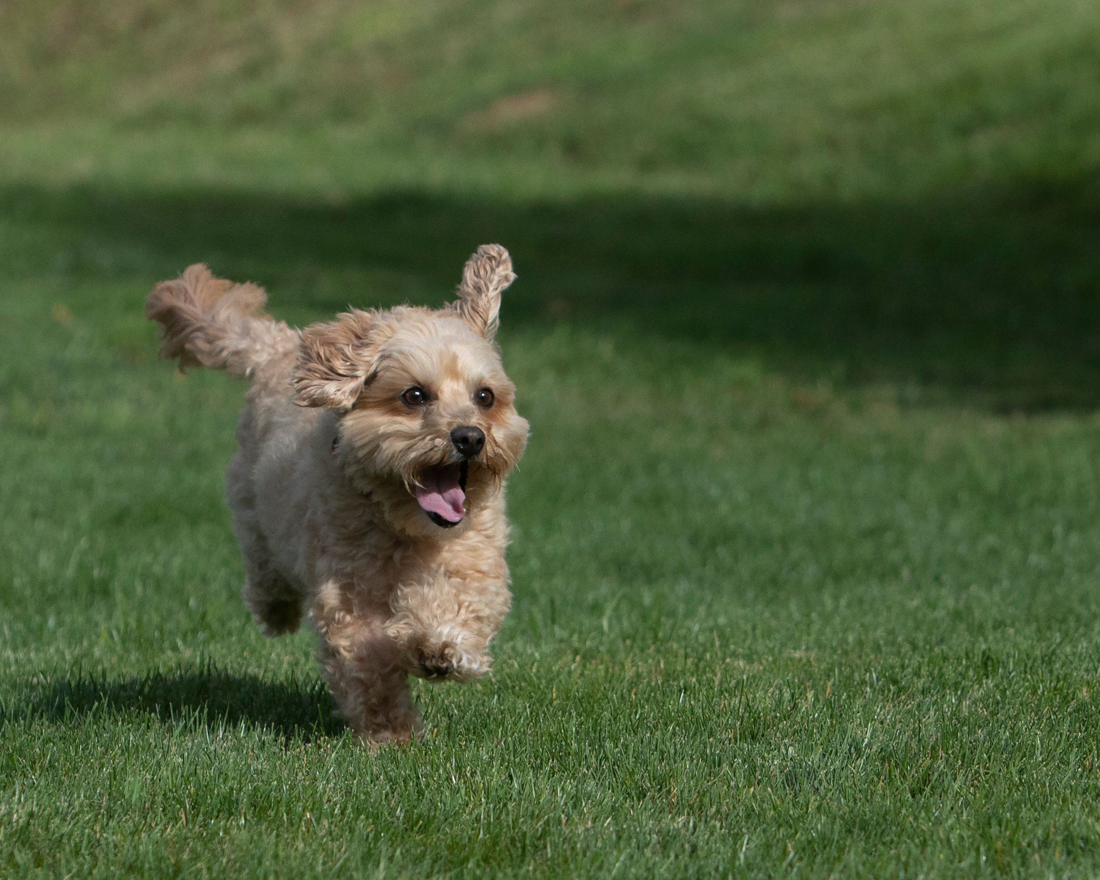 DOGS Outdoors NosesTailsPaws Pet Photography