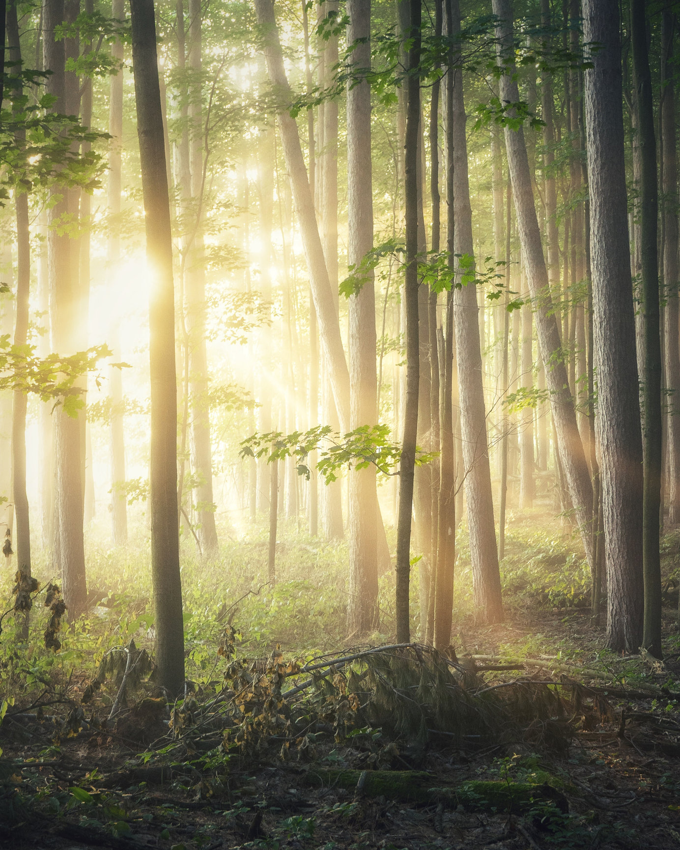 Spring Background Gallery - O'Connor Photography Studio