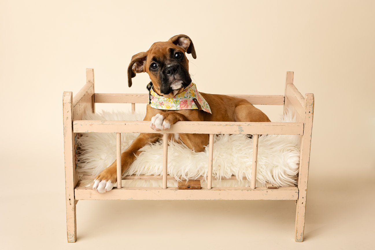 Boxer puppy wearing a floral bandana, lying in a small, vintage wooden bed with a fluffy white blanket.
