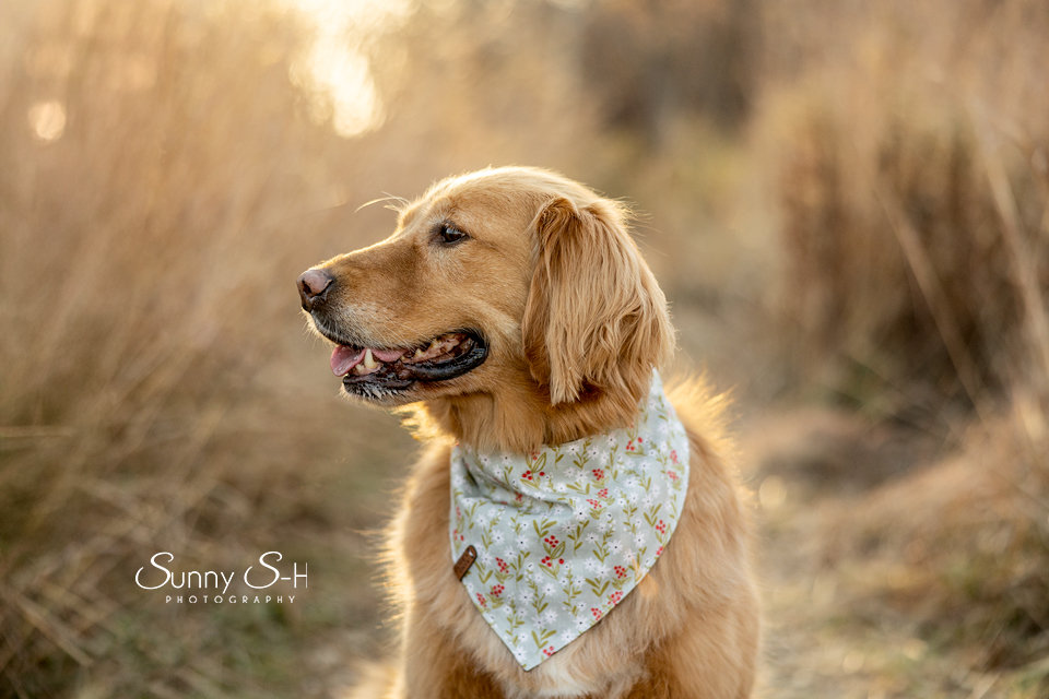 Golden retriever wearing a floral bandana, standing outdoors in a sunlit field.