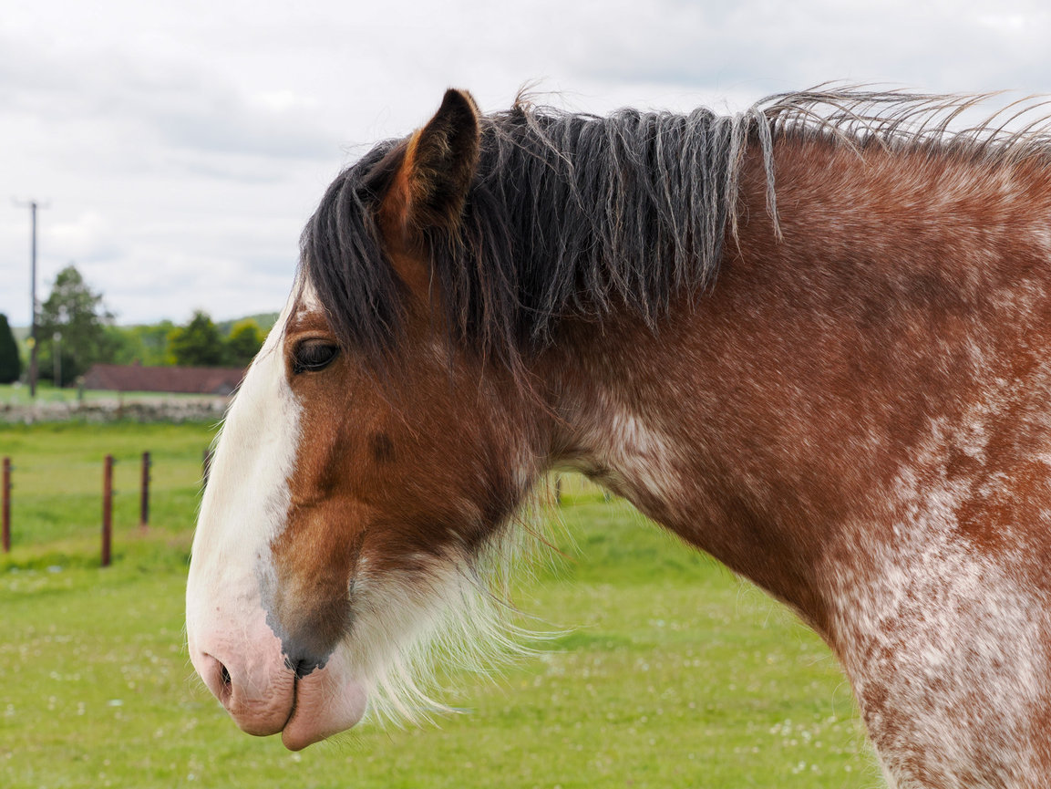 Close-up profile of a brown and white horse standing in a green field with a cloudy sky.