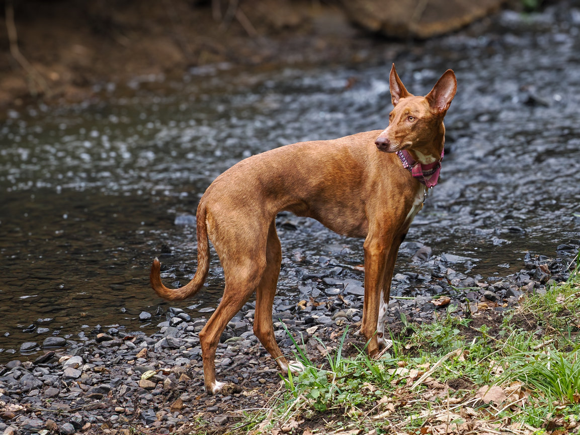 A dog stands by a stream, looking back, with brown fur and a pink collar. Green grass and pebbles are visible.