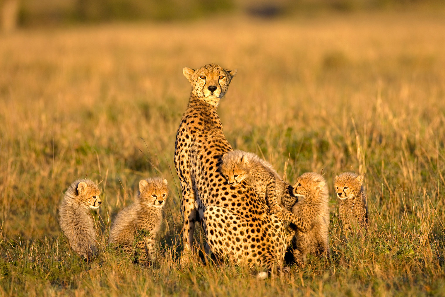 Family of cheetahs - Jim Zuckerman photography & photo tours