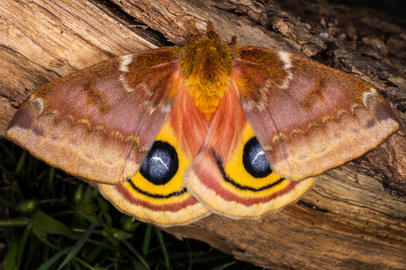 Io moth - Jim Zuckerman photography & photo tours