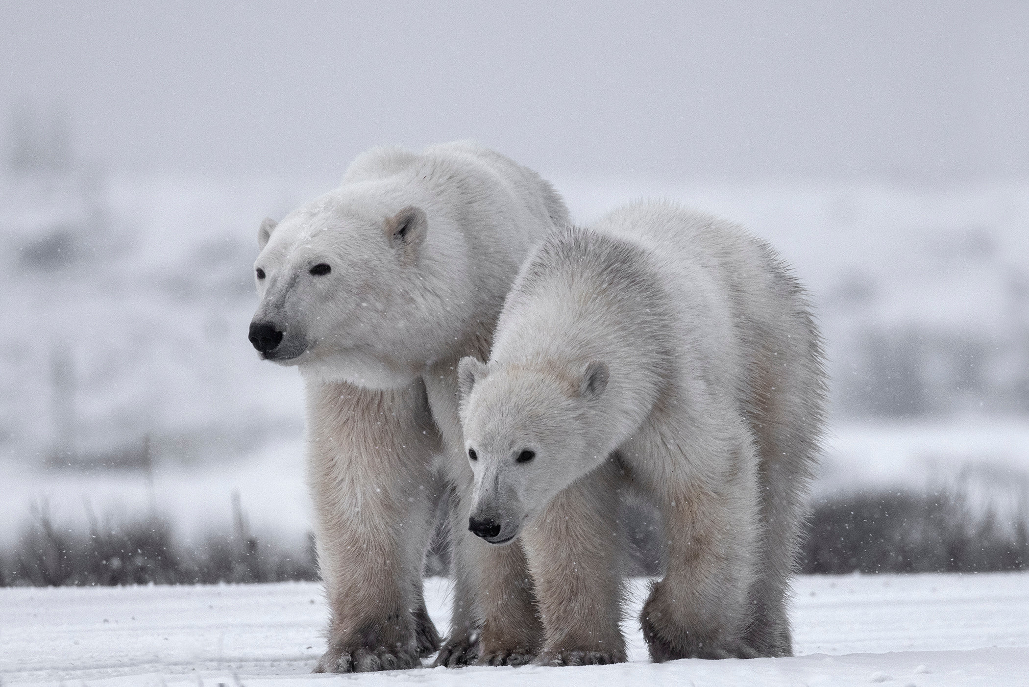 Mother and cub - Jim Zuckerman photography & photo tours