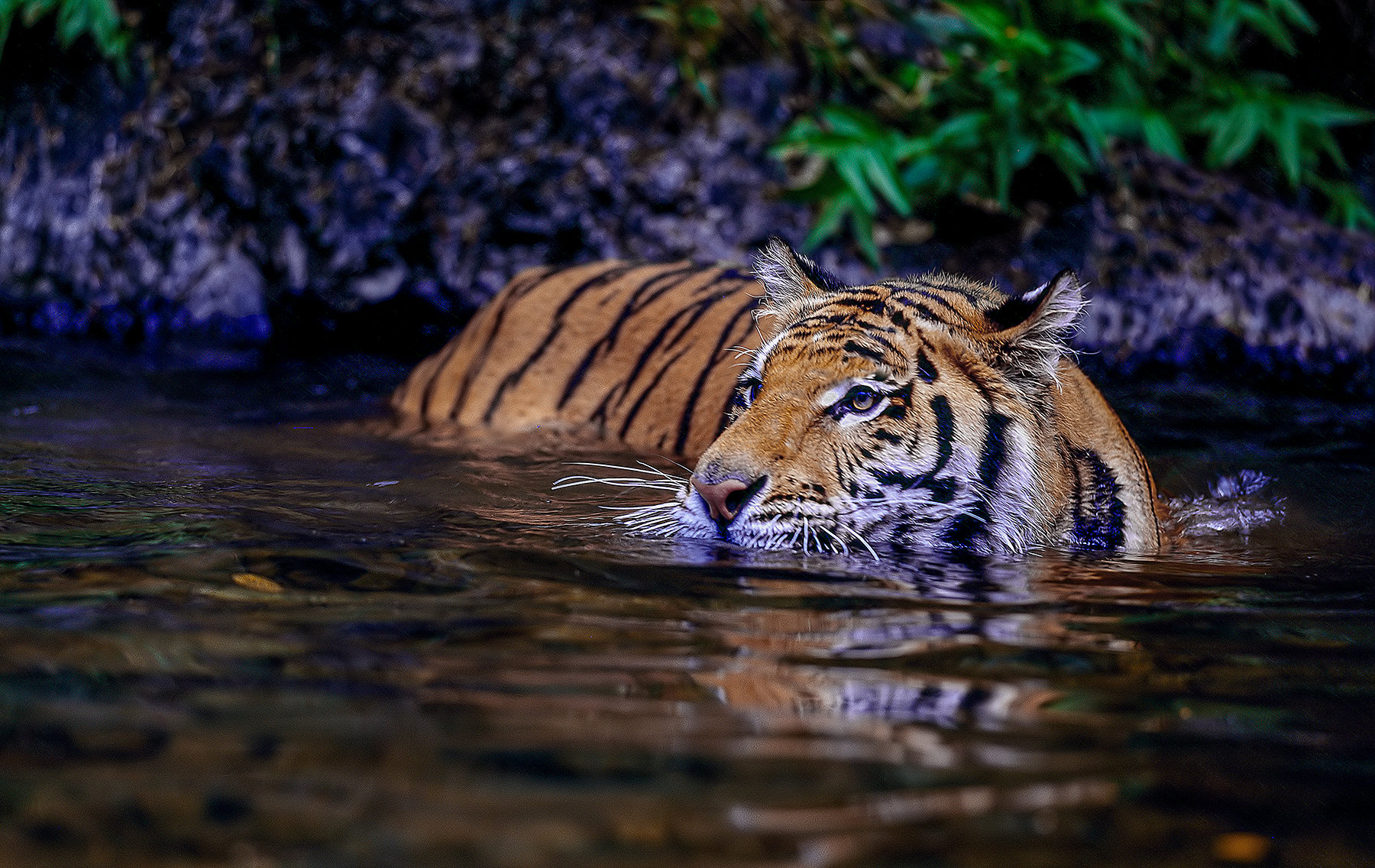 bengal-tiger-in-ranthambore-jim-zuckerman-photography-photo-tours