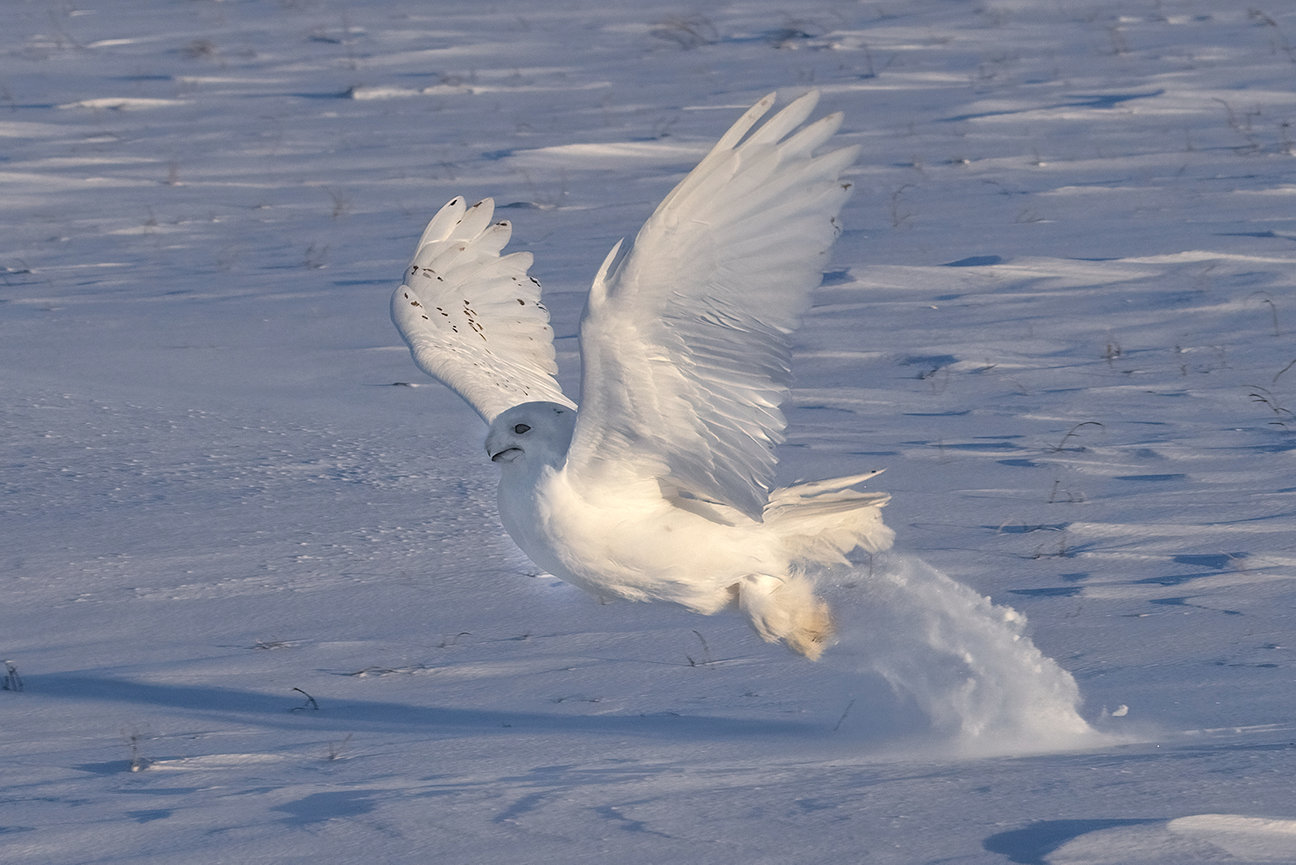 Snowy owls 2025 Jim Zuckerman photography & photo tours