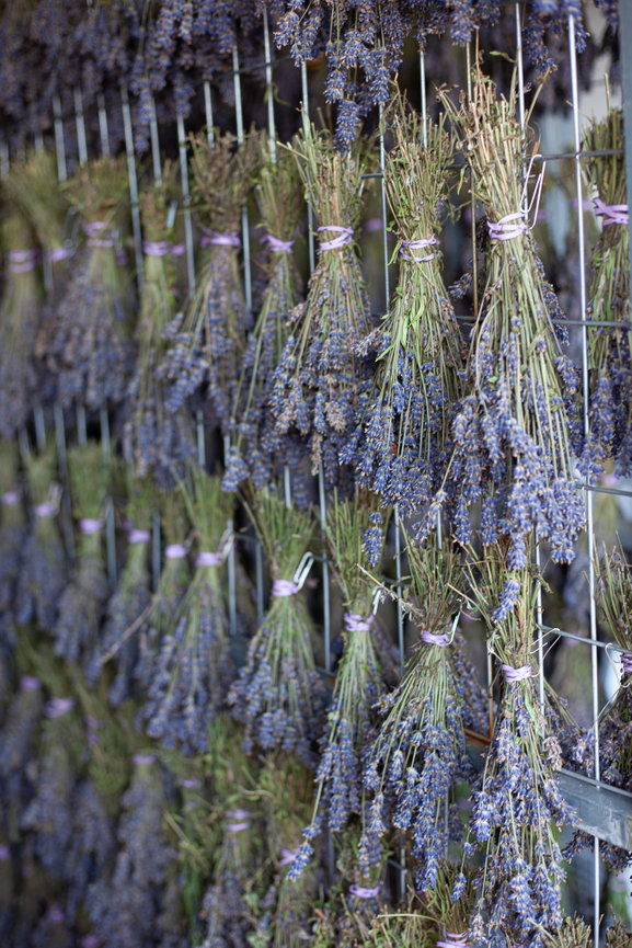 Bundles of freshly harvested lavender hanging on drying racks, showcasing fragrant purple blooms prepared for drying and preservation.