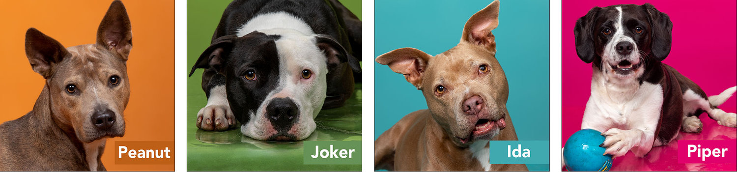 Dog contestants from Pooch Playoff 2023