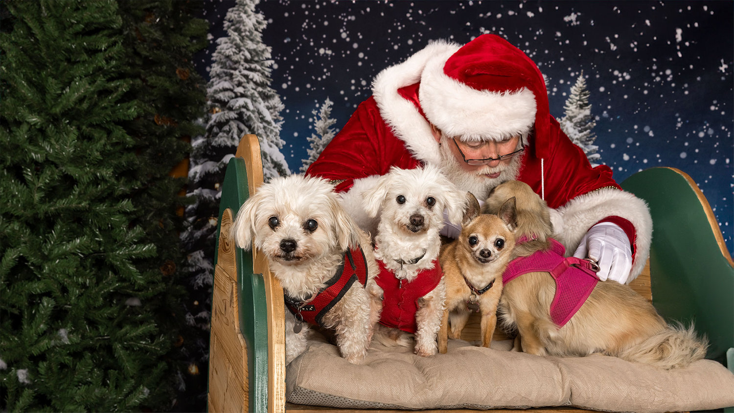 Santa Paws Kissing A Little