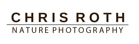 Lifedigs Photography Logo