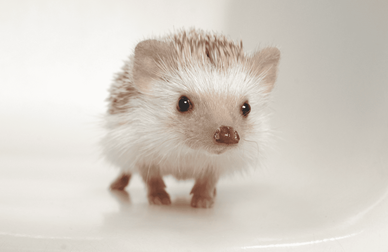 A Erinaceinae hedgehog with a glossy nose standing on a white vintage tulip chair in the Kliks Photography studio in Cedar Rapids Iowa.