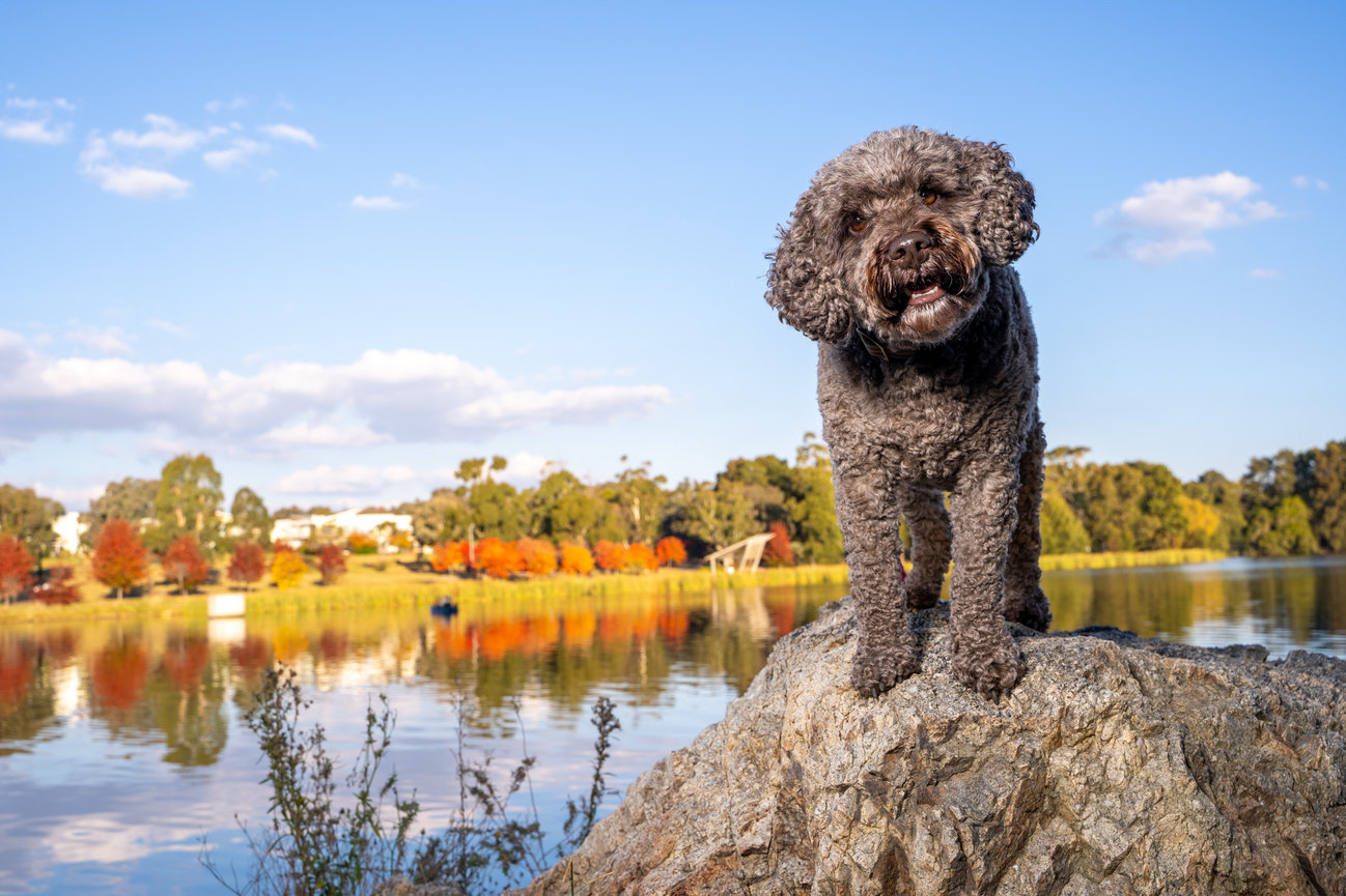Angus the cavoodle at Lake Ginninderra Canberra Pet Photography session off camera flash