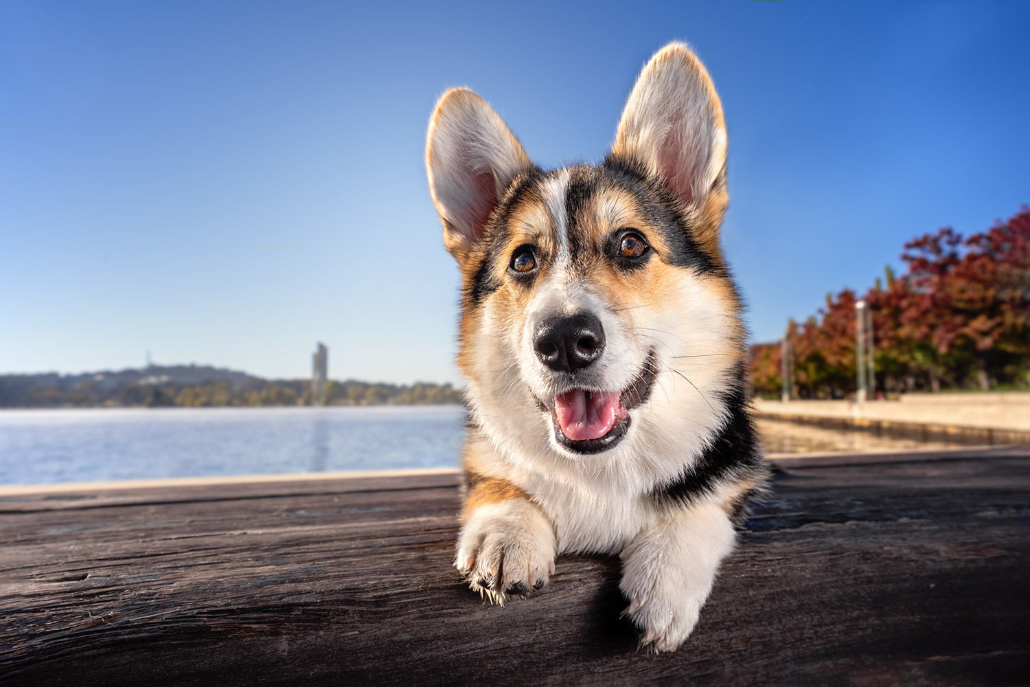 Ina J Photography - Canberra Pet Photographer