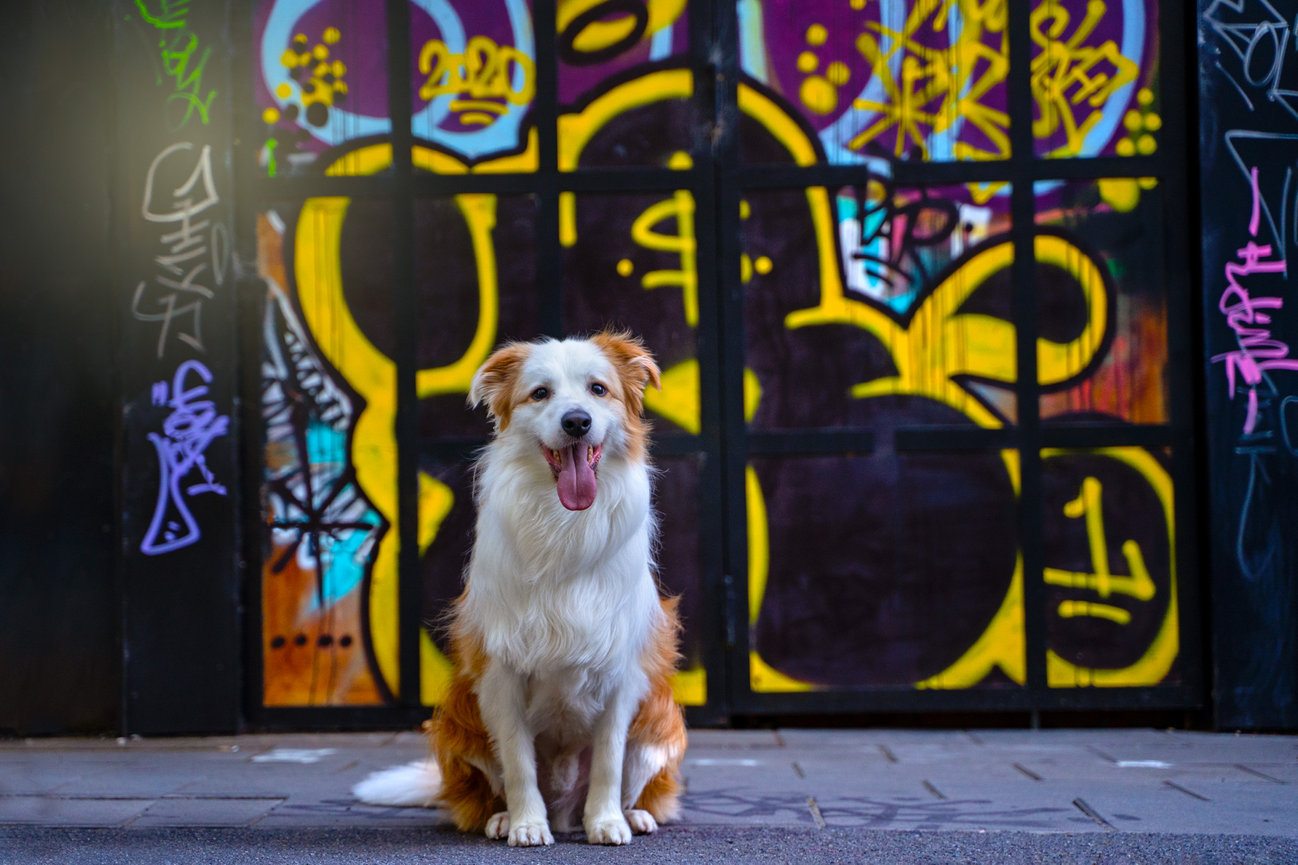 Dash the border collie in front of the graffiti wall at Tocumwal Lane in Civic Canberra CBD for his Tails of Canberra pet photography session