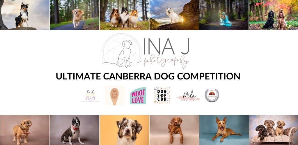 Ultimate Canberra Dog Giveaway Canberra Award Winning Pet and Dog