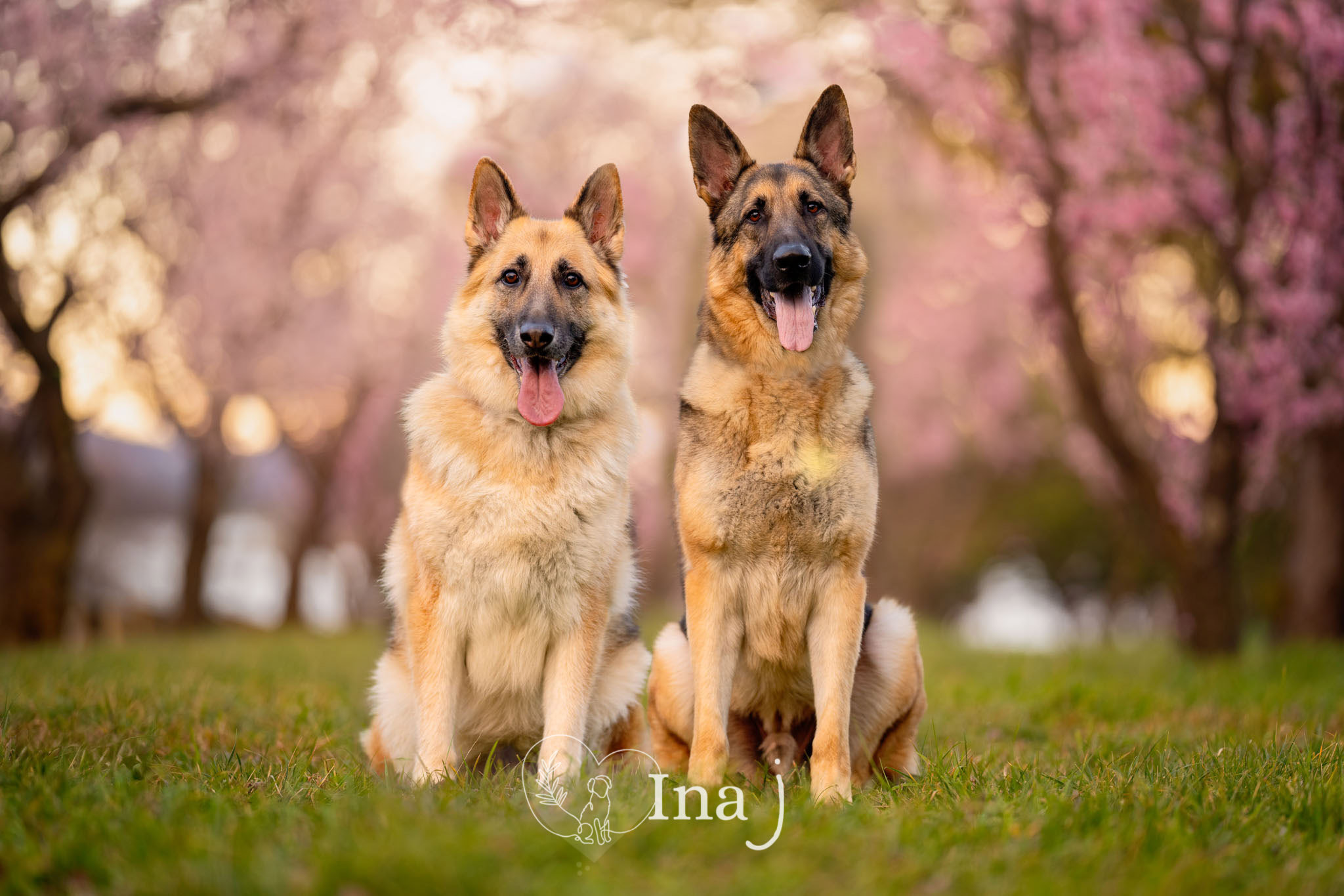 Springtime Dogs Photo Shoot Spring vs Autumn: Finding the Perfect Season for Your Pet's Portraits