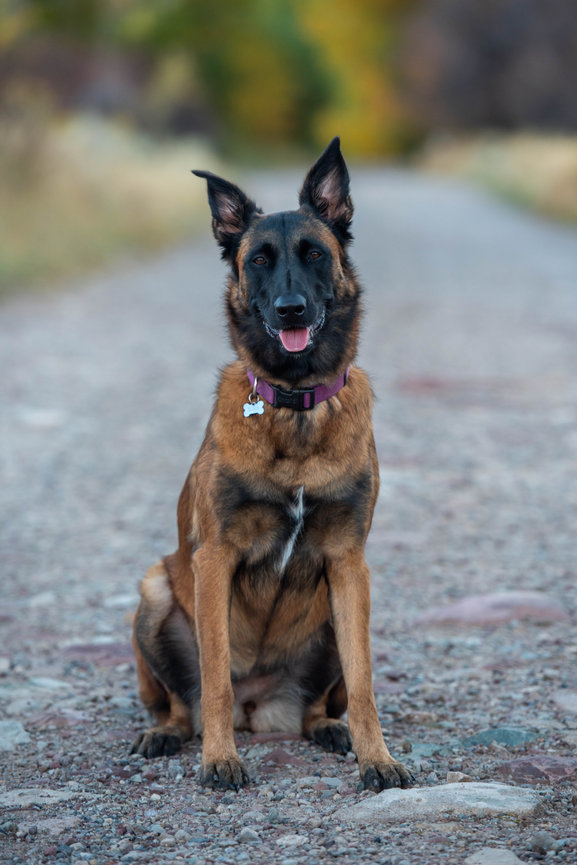 ASPEN PET PHOTOGRAPHER