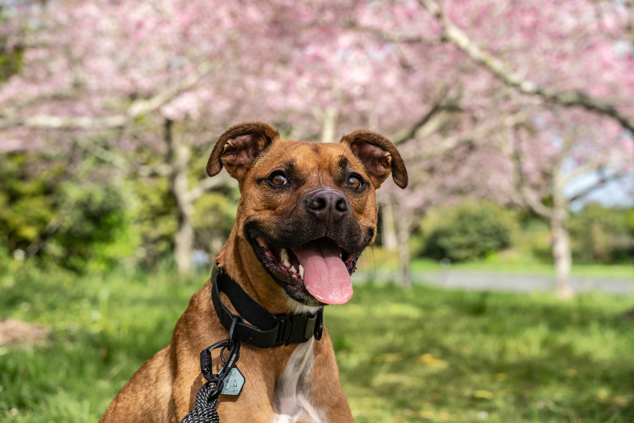 Brown dog with tongue out, wearing a black collar, sits on grass with pink cherry blossoms in the background.