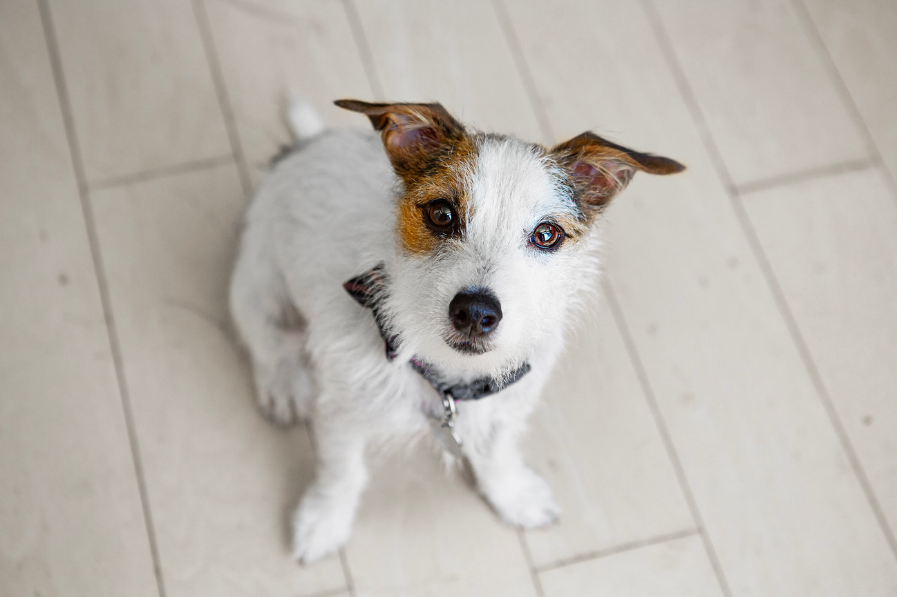 Image of a terrier dog on a white wooden floor.