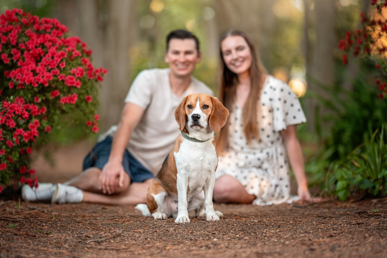 A beagle sitting in sharp focus on a woodland path while his two owners sit smiling out of focus behind him, red azaleas either side
