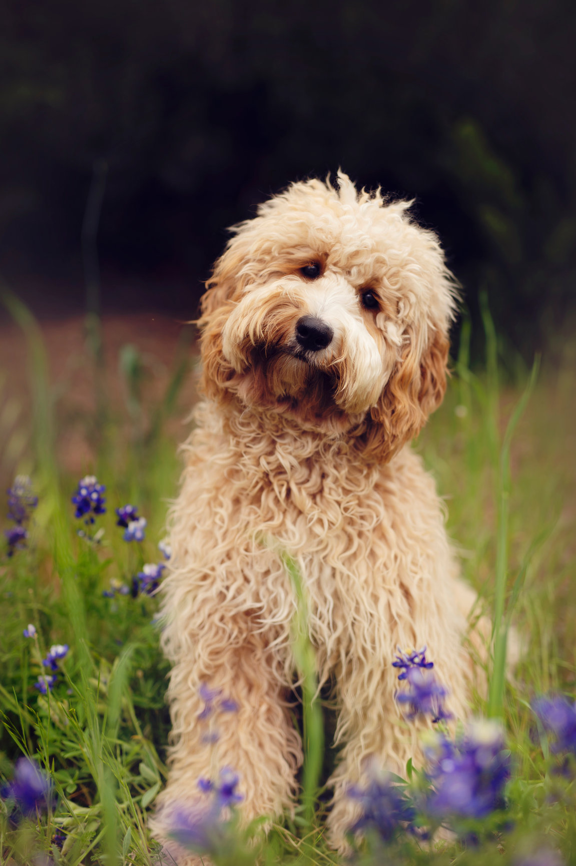 HOME - Livlander Australian Cobberdogs ITexas ICobberdog BreederI