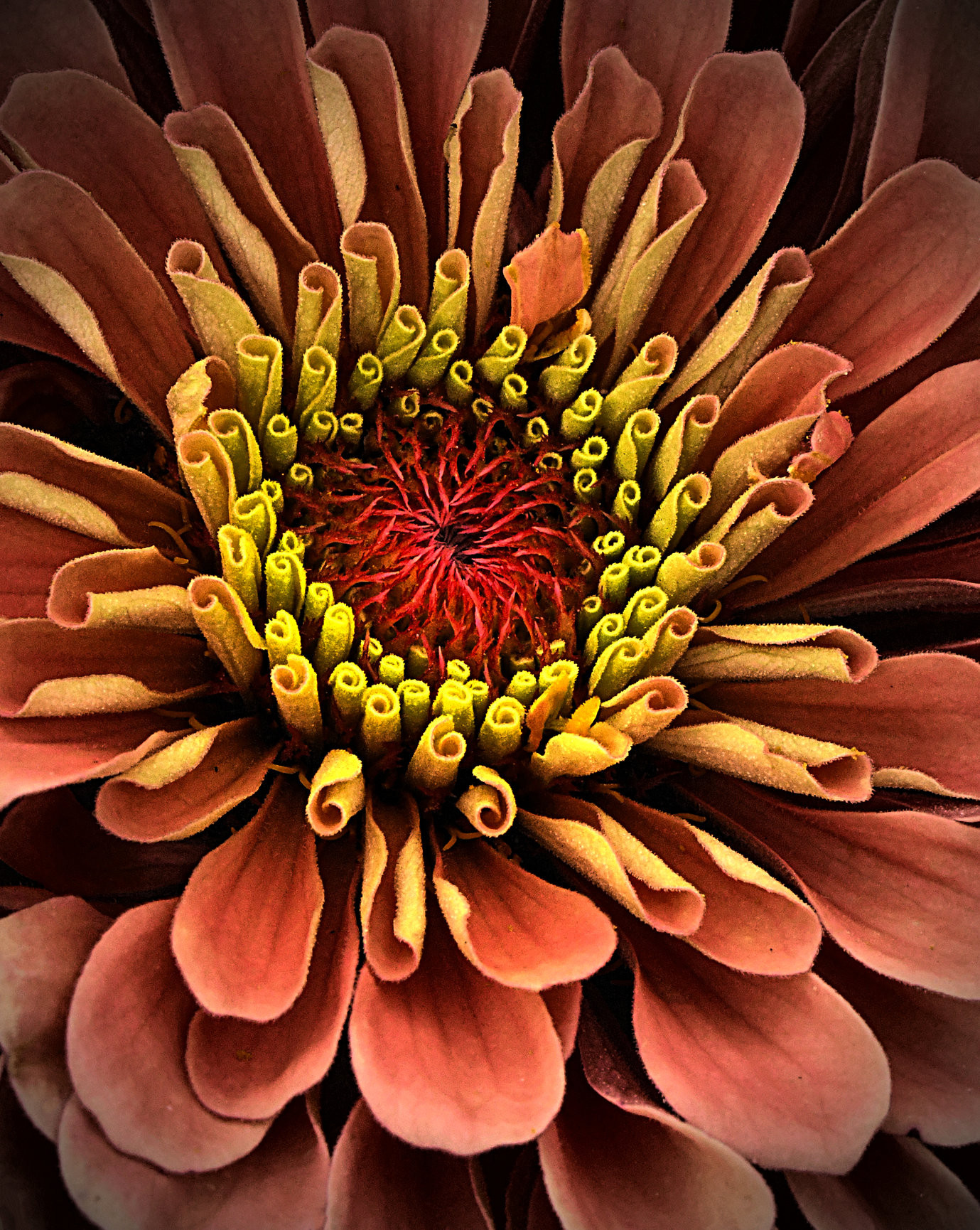 Flowers by Mike Moats | Award Winning Macro Photographer | Sterling, MI