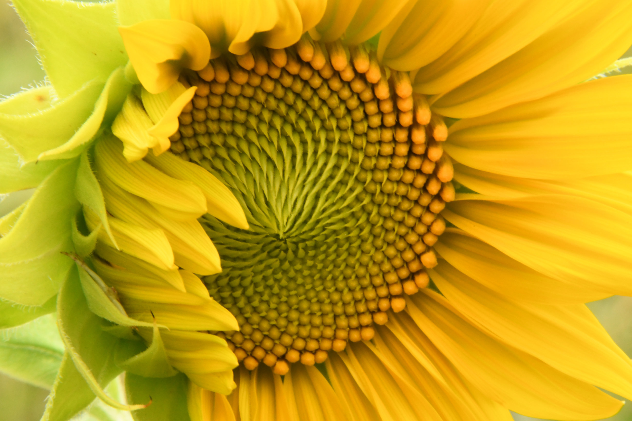 Sunflower Before and After Mike Moats Award Winning Macro