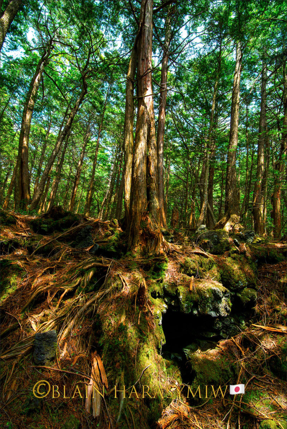 Mt. Fuji Maple Leaves Autumn Photo Tour The Sea of Trees, Hamadryad