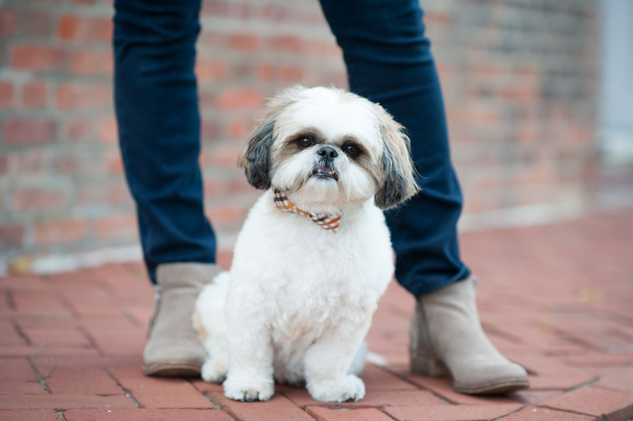 Small white dog sitting on a brick pathway between the feet of her owner for a dog photography session with Simply Dog Photography in Columbus Ohio. ue jeans and gray boots. Worthington Ohio