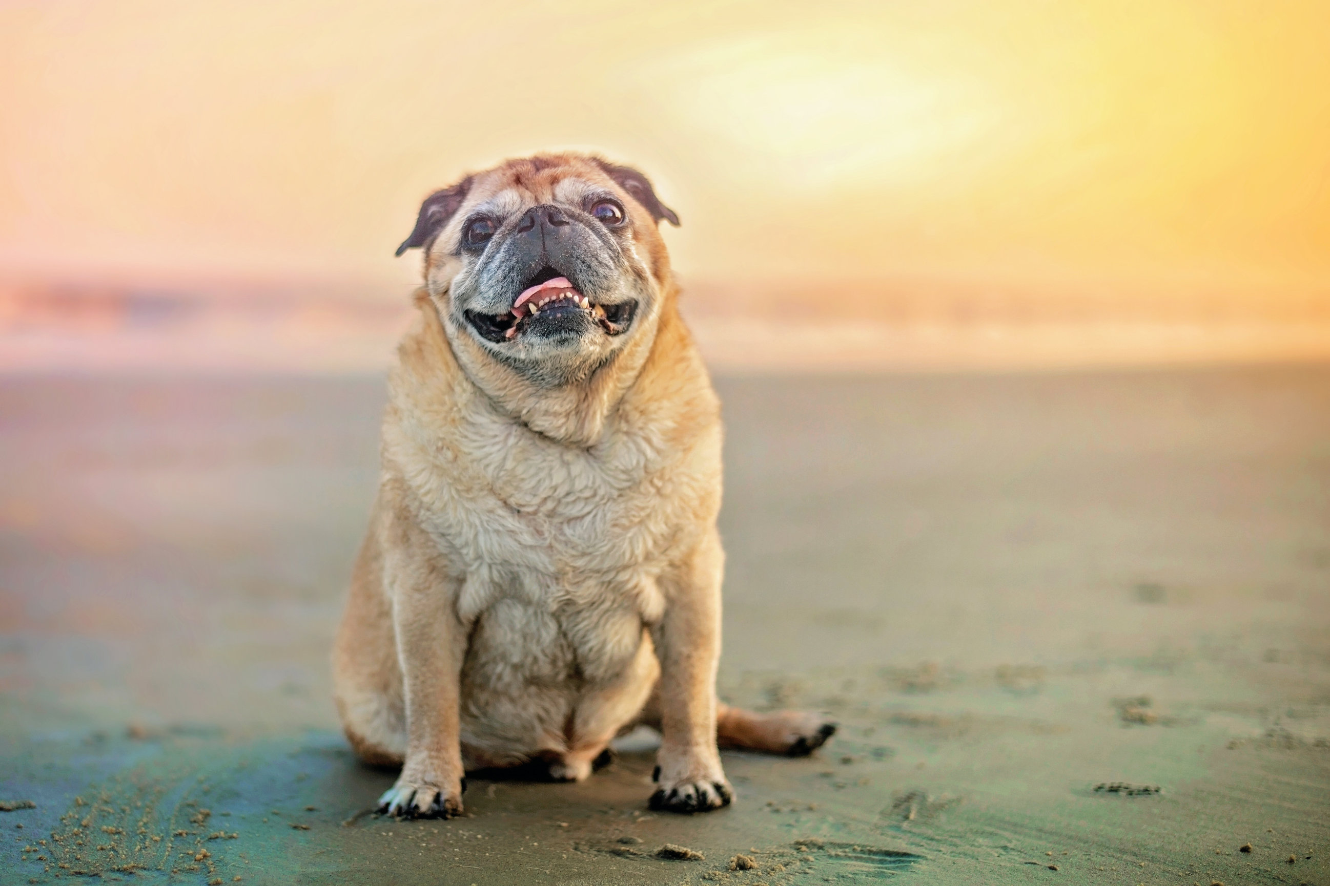 The Wild Pet Photography
