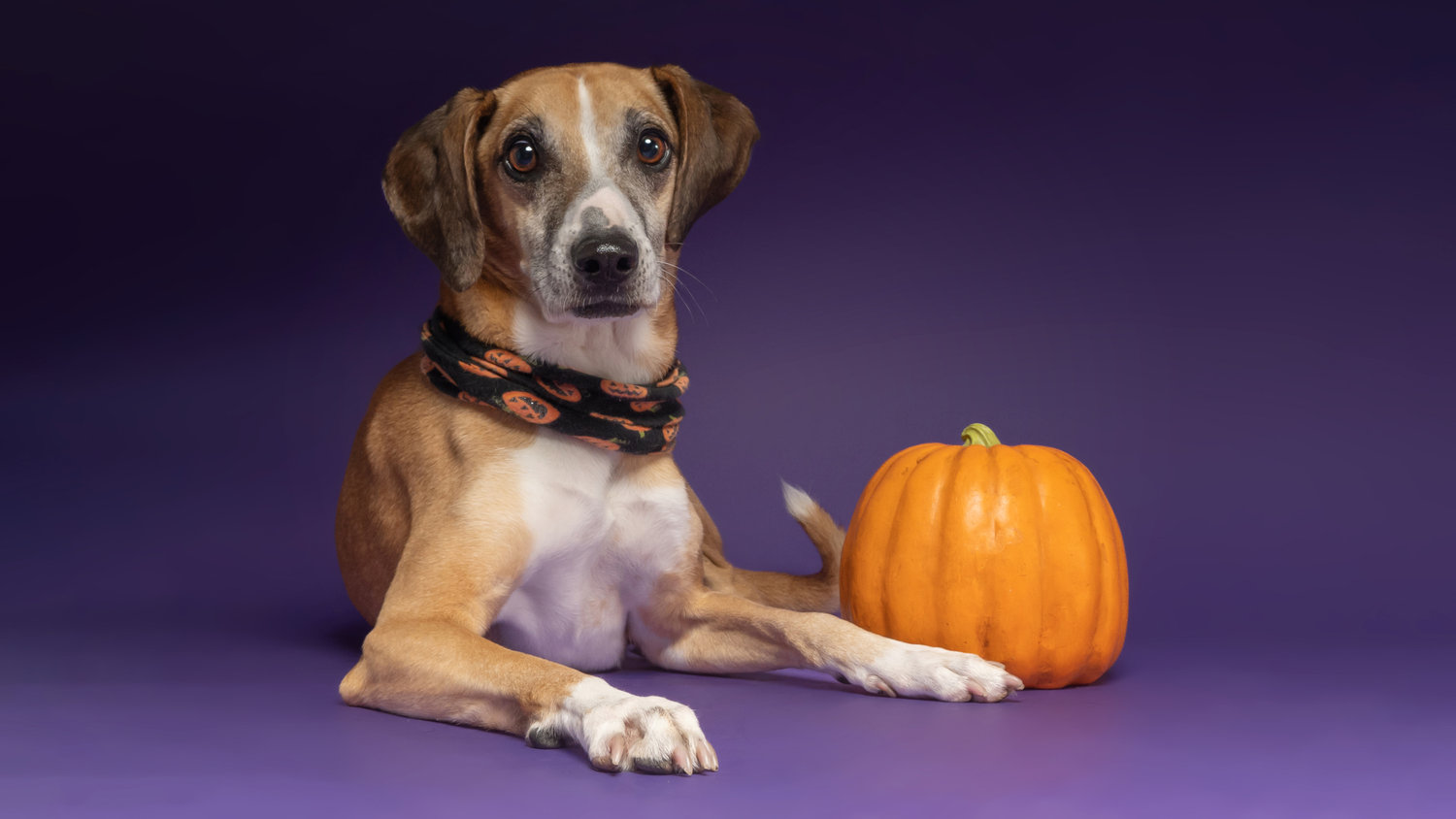 Classic Halloween dog portrait with pumpkin