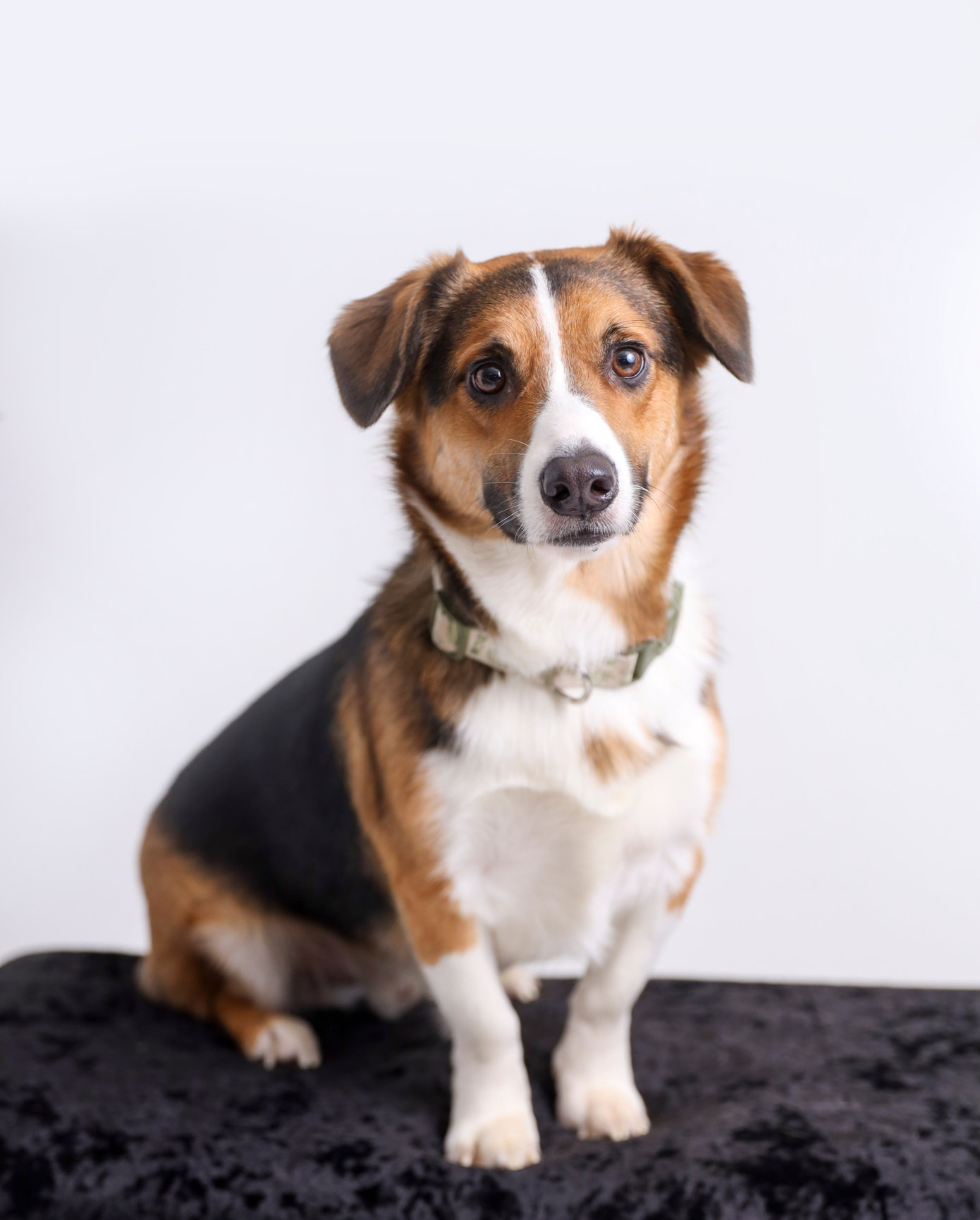 FURRY PETS Christy Springstun Photography