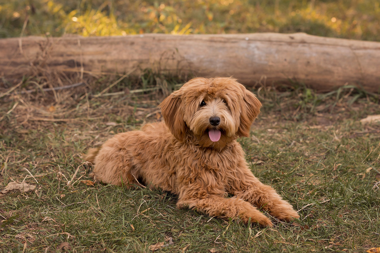 best pet photographer wisconsin, pet photographer near me, pet photography appleton